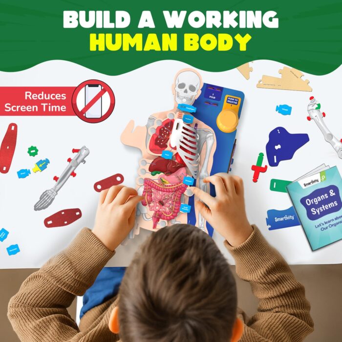 Smartivity Interactive Human Body Model for Kids 8-14 Years I Dynamic ...