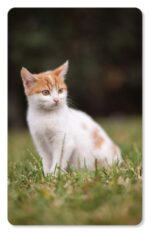 ZiGYASAW-Farm-Animals-Flash-Cards-for-Kids-Early-Learning