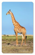 ZiGYASAW-Wild-Animals-Flash-Cards-for-Kids-Early-Learning